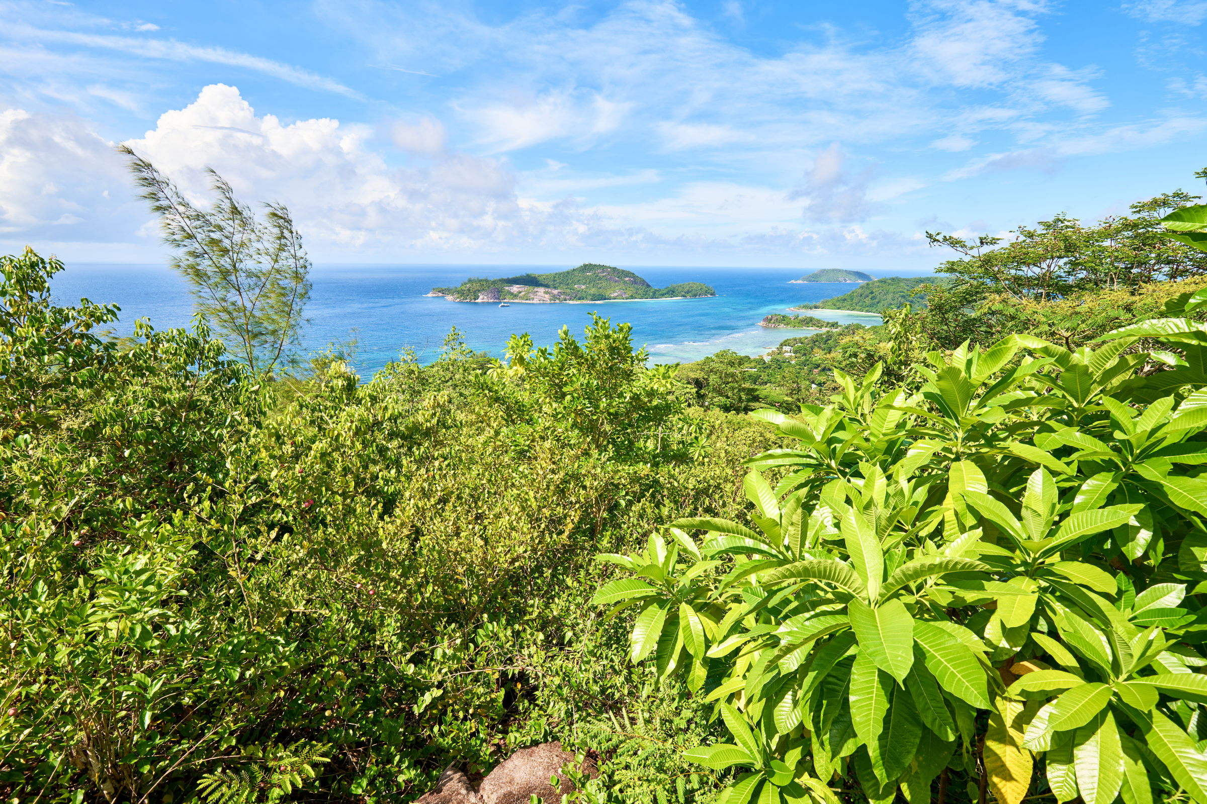 therese island (4).webp